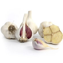 Supply Crop Normal White Fresh Garlic